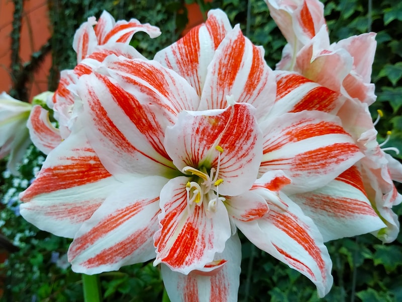 Red and white amaryllis 'Dancing Queen'