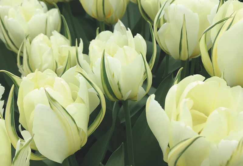 White tulips with dark foliage