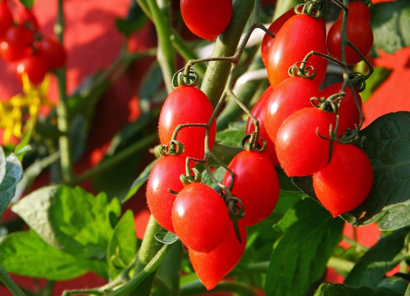 Red cherry tomatoes on vine