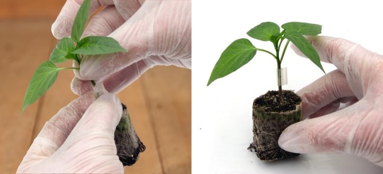 Two images showing chilli pepper grafting