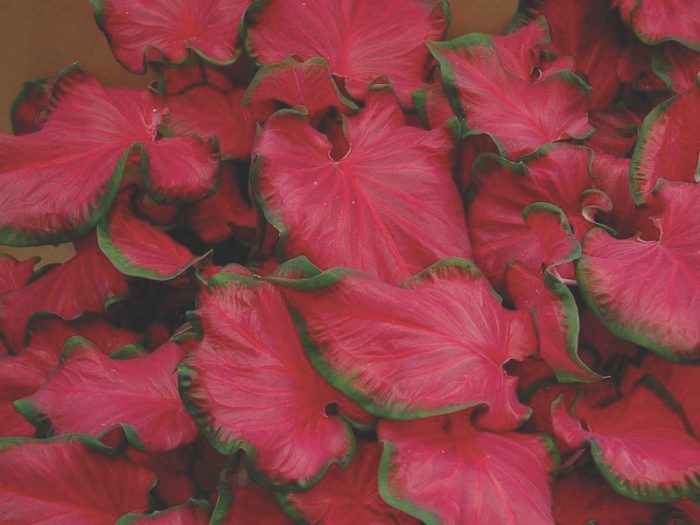 How to grow caladium bulbs Suttons Gardening Grow How