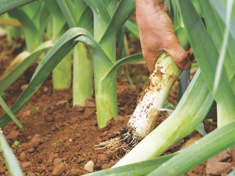 Leeks being harvested from ground