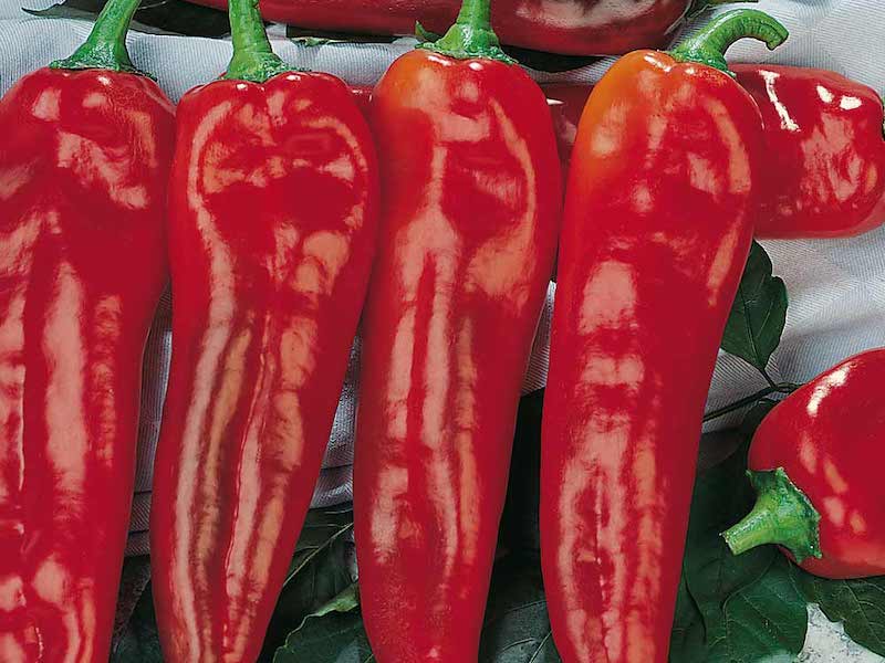 Red long sweet pepper