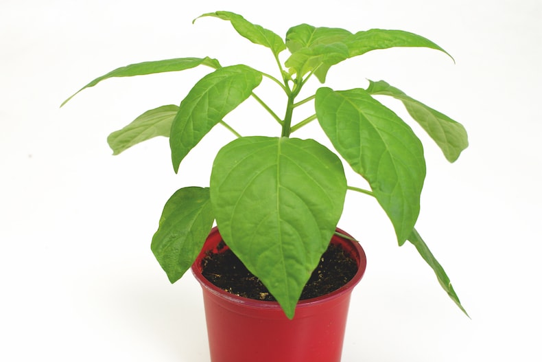 Pepper plant growing in plastic pot against white background
