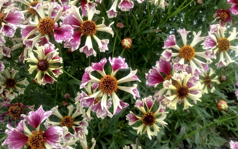 Unusual fluted coreopsis with pink flowers