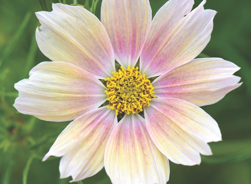 Yellow and pink tinged cosmos