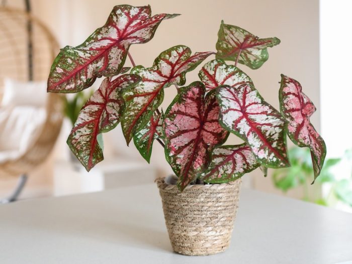 How to grow caladium bulbs Suttons Gardening Grow How