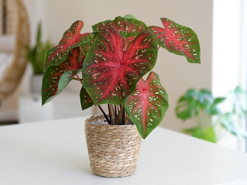 Red and green potted caladium