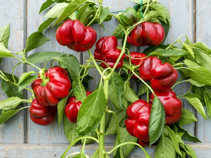 Best expert advice on growing sweet peppers Suttons Gardening Grow How