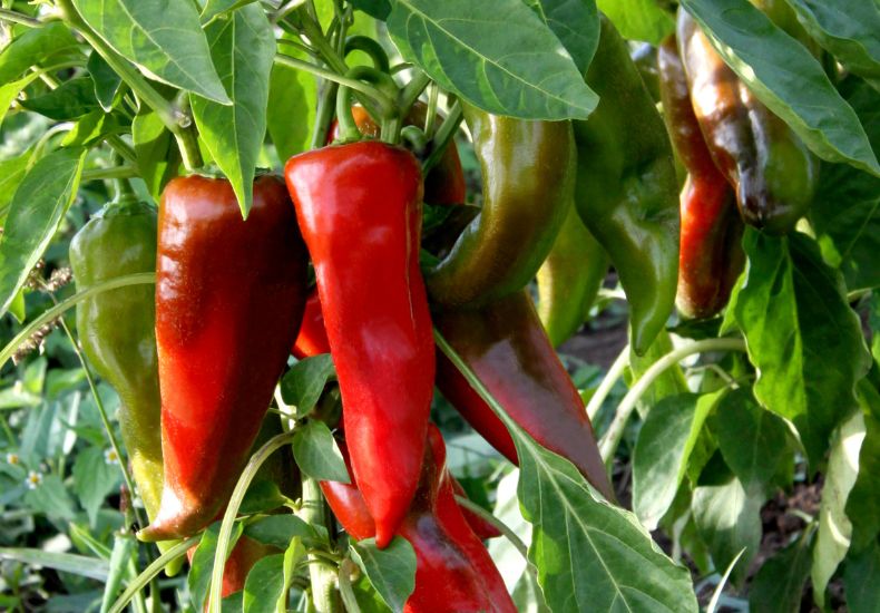 Red sweet pepper plant