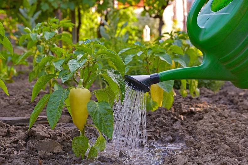 Person watering yellow pepper plant in late afternoon