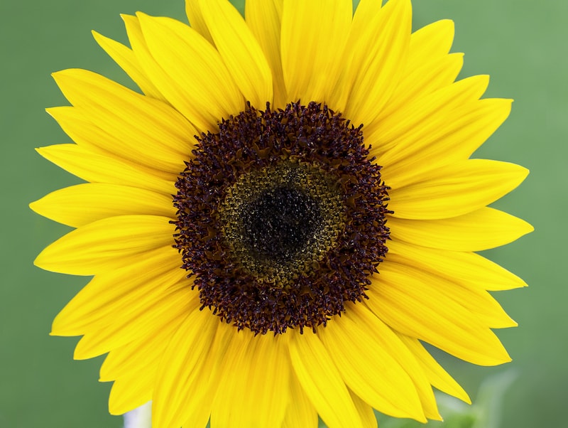 Yellow sunflower with brown centre