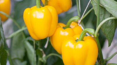 How to grow grafted pepper and chilli plants