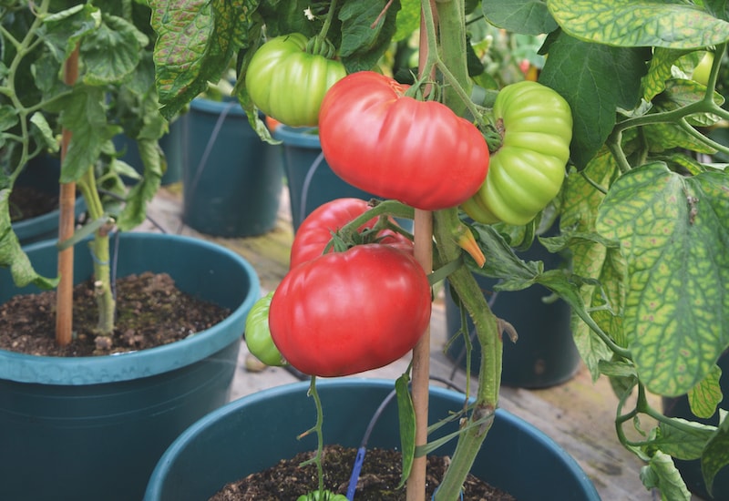 Grafted beefsteak tomato in container