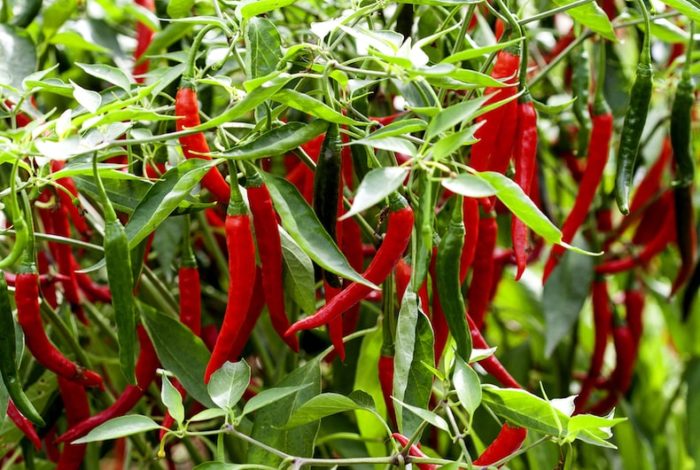 collection-of-red-chilli-plants.jpg