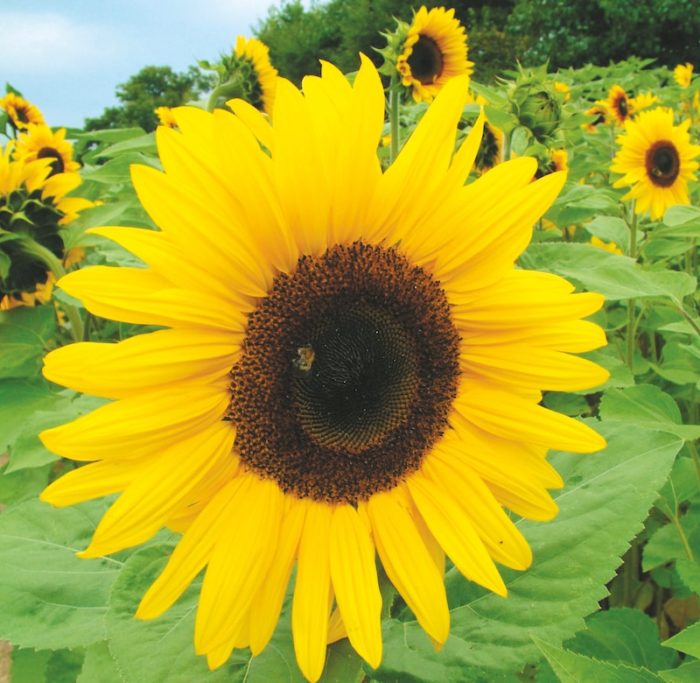 a-quick-guide-to-giant-sunflowers-suttons-gardening-grow-how