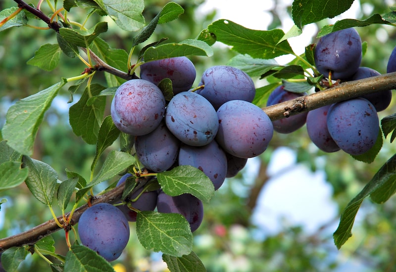 Group of plums on tree