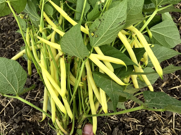 Yellow french beans on plant