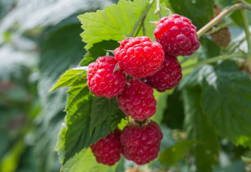 Raspberries And Labor At Katrina Berg Blog Raspberries And Labor At Katrina Berg Blog