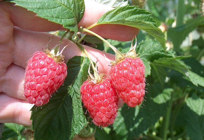 Hand showing three large raspberries
