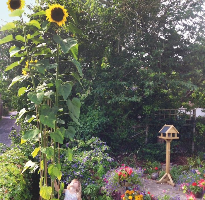 little-girl-standing-next-to-giant-sunflowers.jpg
