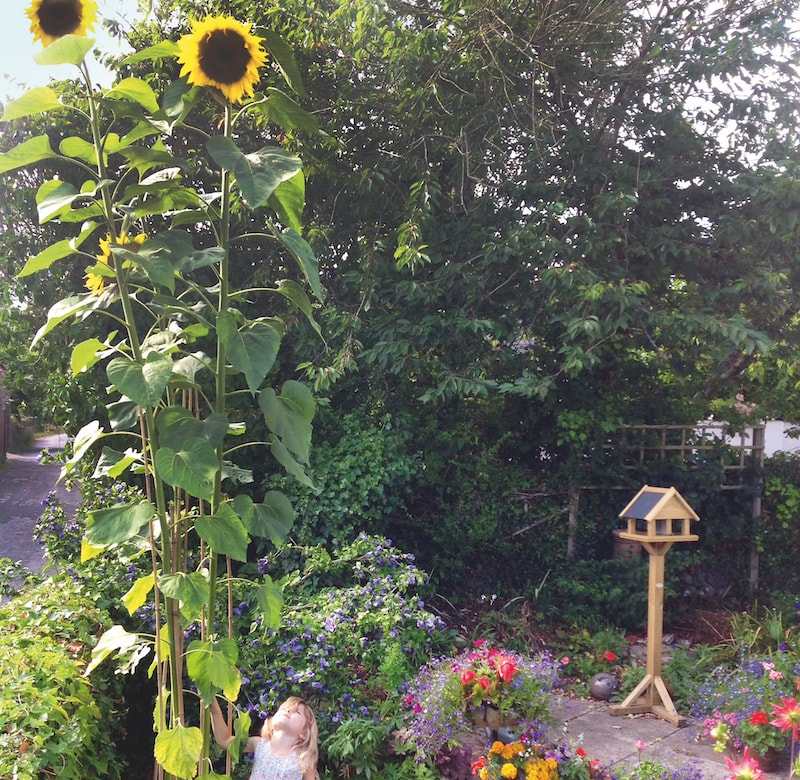 Little girl standing next to two giant sunflowers