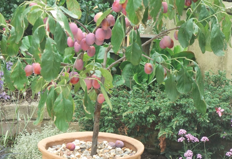 Patio plum tree in container