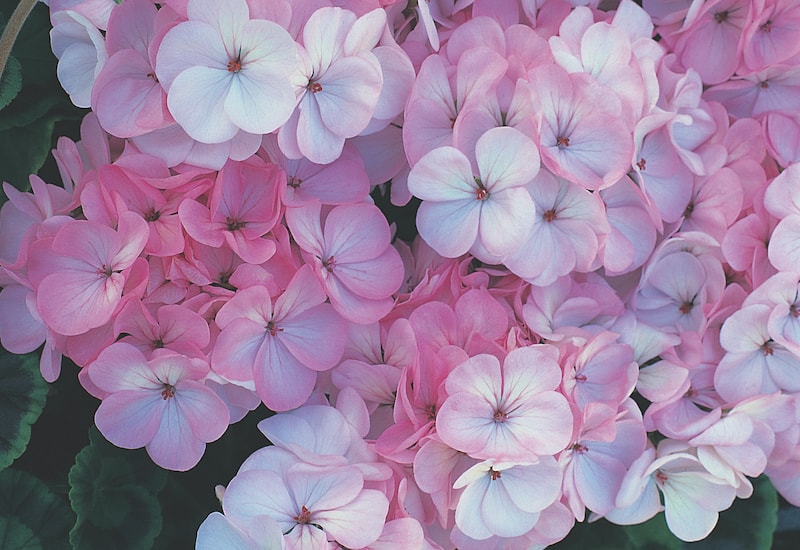 Collection of pink and white pelargonium