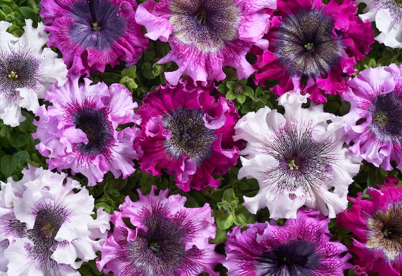 Pink, white and purple petunias