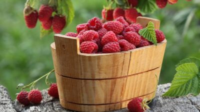 Best expert advice on growing raspberries