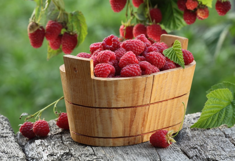 Raspberries in wooden punnet