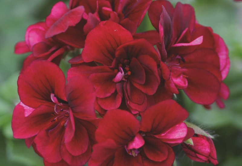 Red zonal pelargonium with pink tipped petals