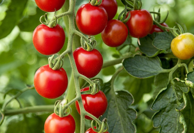Small ripe tomatoes growing on vine with singular unripe fruit in background