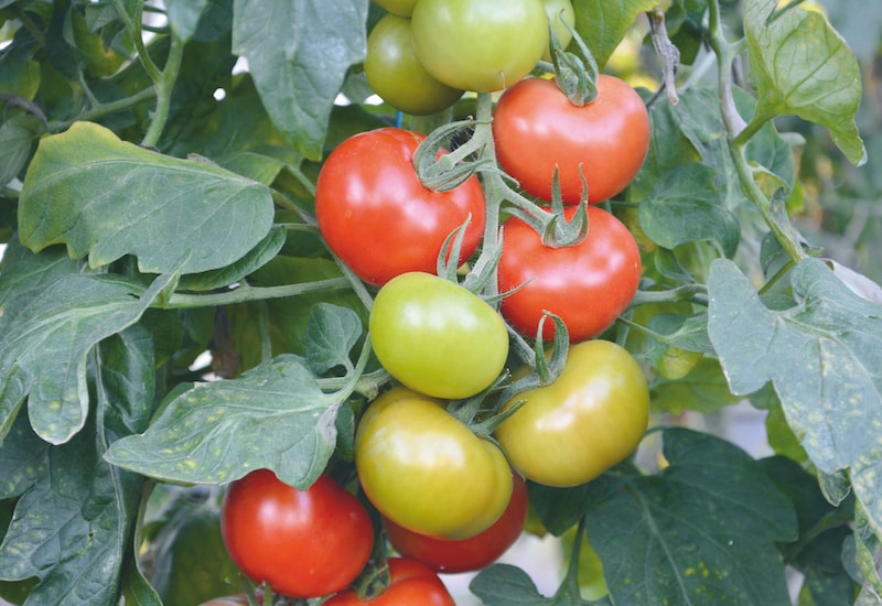 Unripe and ripe tomatoes on vine
