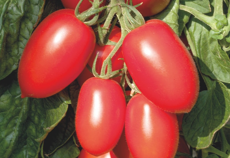 Roma tomatoes growing on vine
