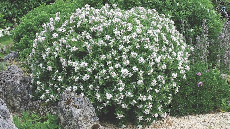 Round daphne shrub with white flowers