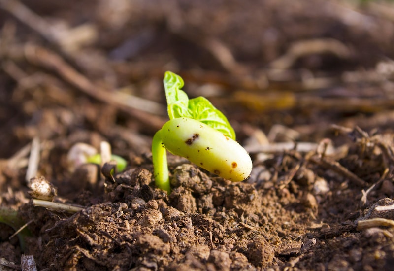 Seedling growing out of ground