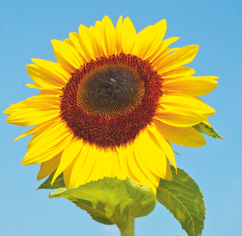 Single giant sunflower against blue sky