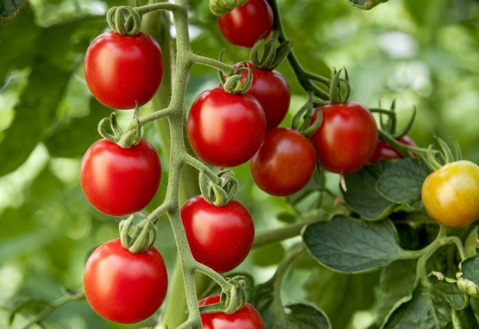 tomato-growing-on-vine.jpg