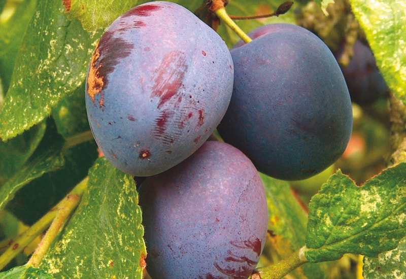 Closeup of trio of plums