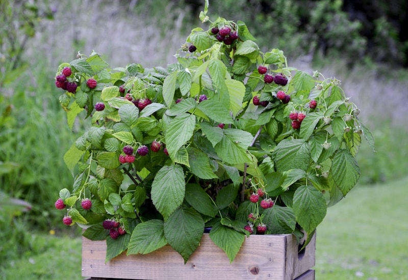 Raspberries growing in rectangular wooden container