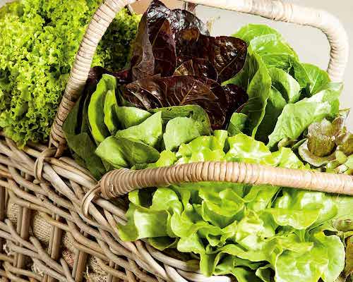 Mixed lettuce varieties in wicker basket. Image copyright: Floramedia