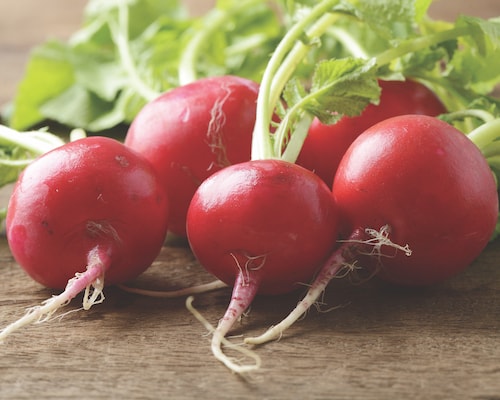 Group of bright red radishes with green leaves