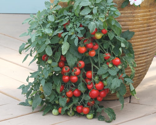 Cherry tomatoes growing in container