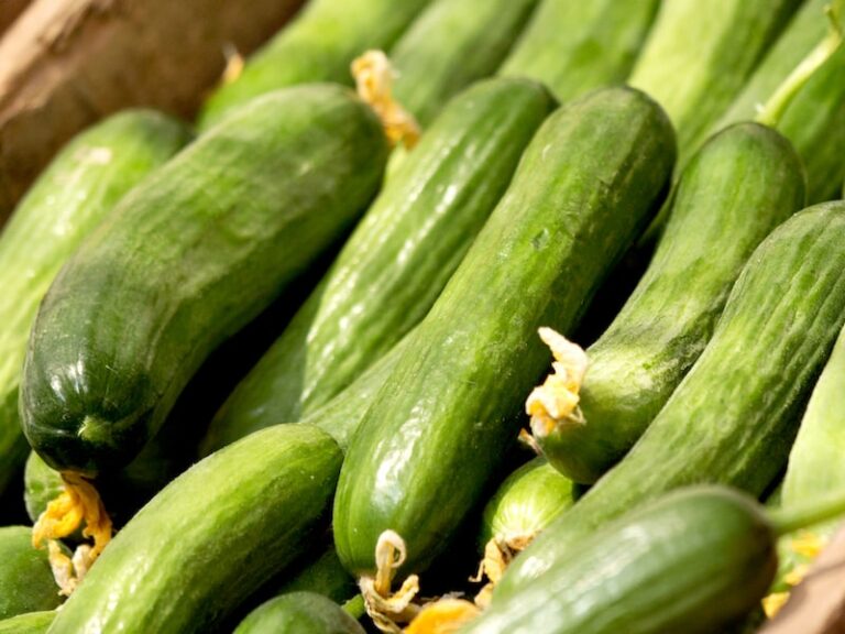 Best expert advice on growing cucumbers Suttons Gardening Grow How