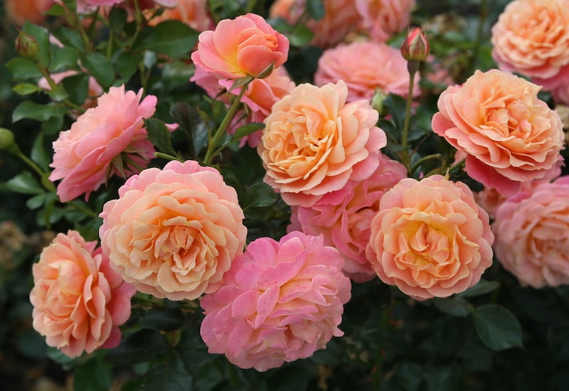 Peach coloured roses