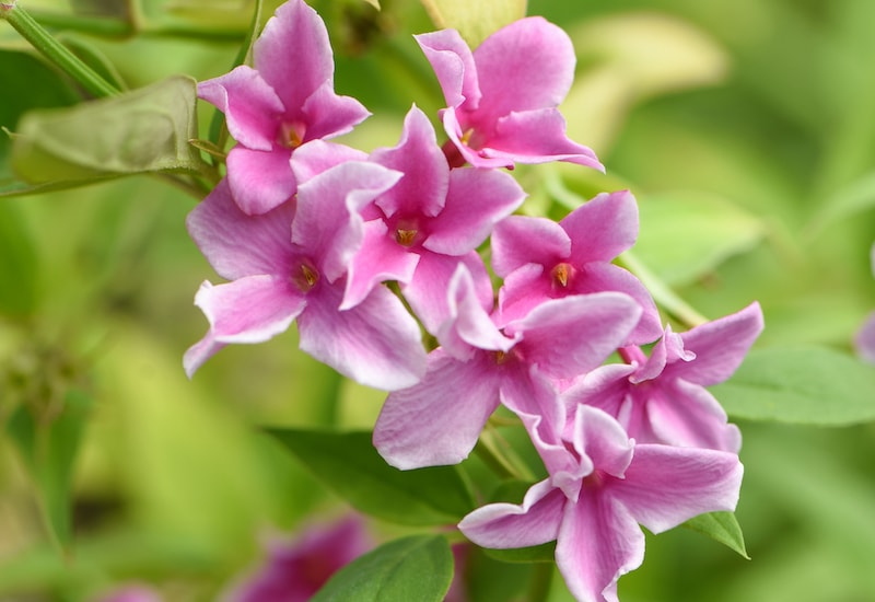 Pink jasmine flowers with white edged petals