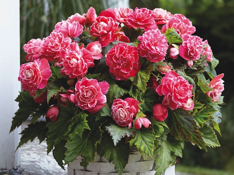 Pink and white begonias container