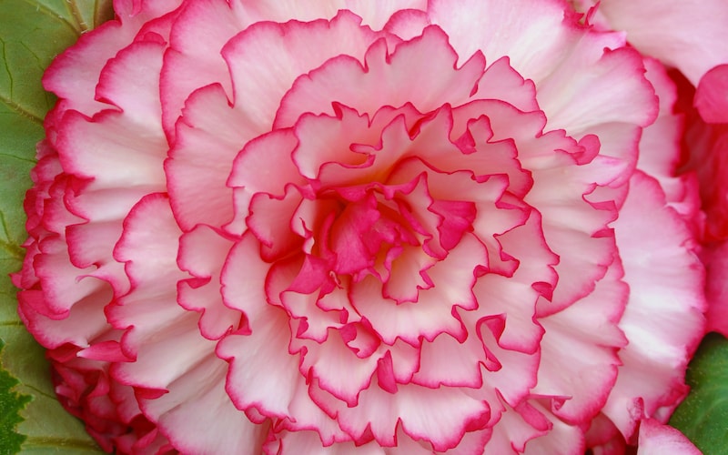 Pink and white two-tone begonia