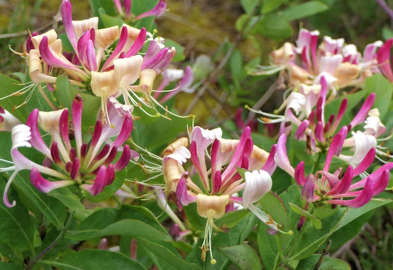 Pink and yellow honeysuckle flowers